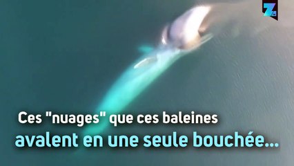 Des baleines bleues filmées par un drone