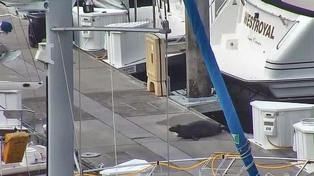 Naissance d’un bébé phoque dans un port