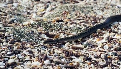 Cet iguane va-t-il échapper aux serpents ? La vidéo qui a traumatisé les internautes !