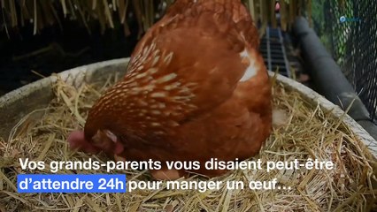 Œufs : pourquoi faut-il toujours attendre 24 heures pour les manger ?