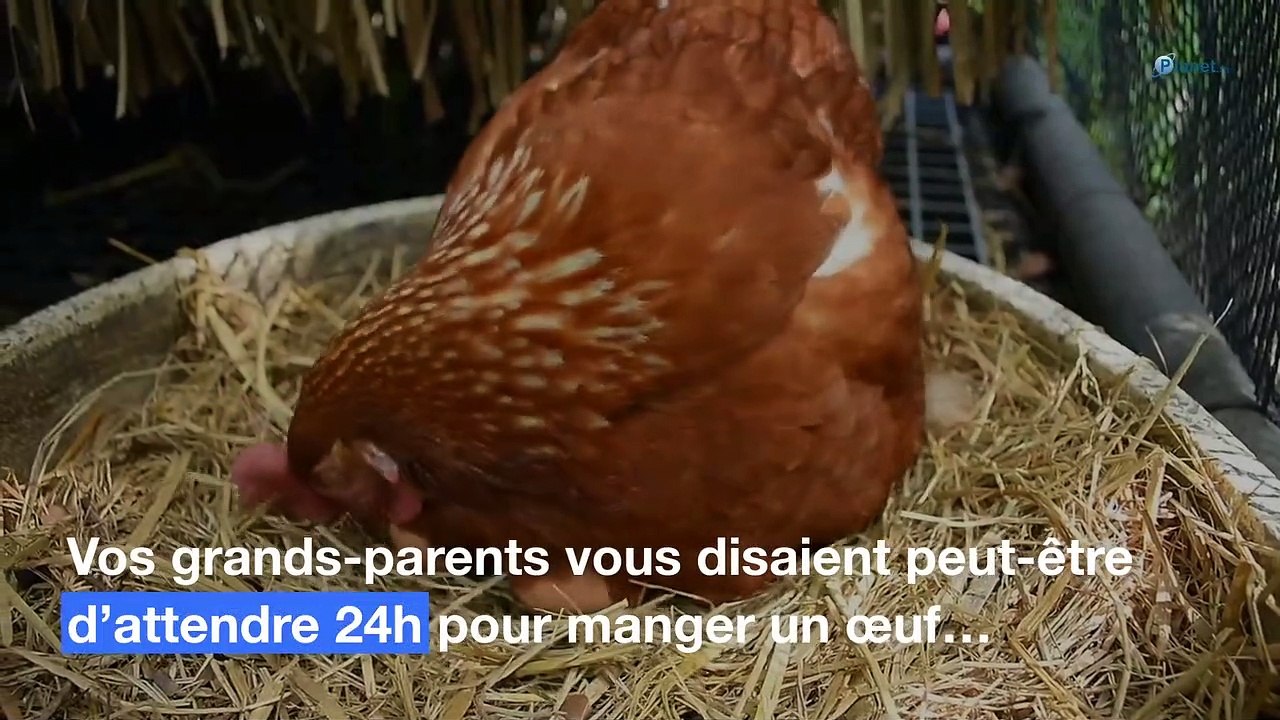 Œufs : pourquoi faut-il toujours attendre 24 heures pour les manger ?