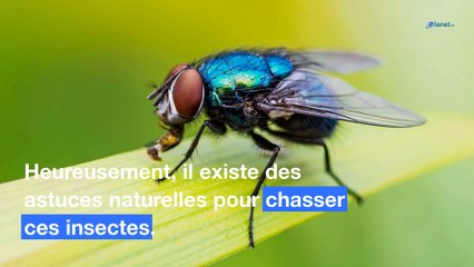 Mouches dans la maison : l’astuce du lait pour s’en débarrasser