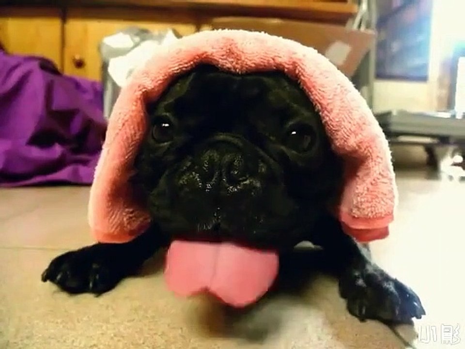 Le chien qui fait le bruit d'un moteur de moto