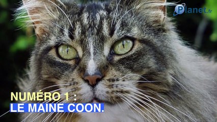 Les 10 races de chats préférées des Français