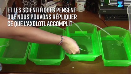 3 raisons pour lesquelles vous devez faire attention à l'Axolotl