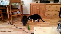 Les chats ont peur des concombres !