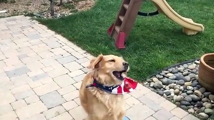 Fritz, le chien le plus maladroit du monde !