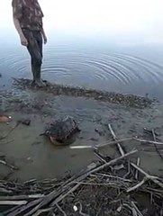 Tortue ? Dinosaure ? Quel est cet animal trouvé le long d'un fleuve russe ?