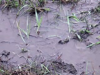 Braconnage: le Kenya détruit des tonnes d'ivoire