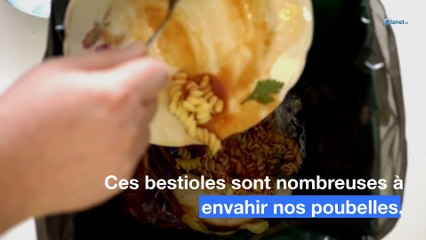 Asticots, mouches et moucherons : l'astuce du vinaigre blanc pour s'en débarrasser