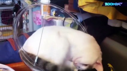 Trop mignon : la balançoire pour chat