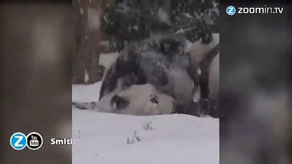 Instant meûgnon : un panda s'amuse dans la neige