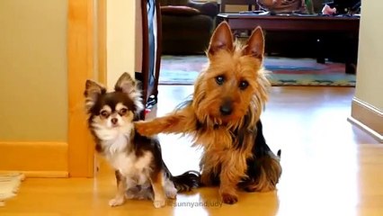 "Qui a fait caca dans la cuisine ?" : les chiens aussi savent balancer !