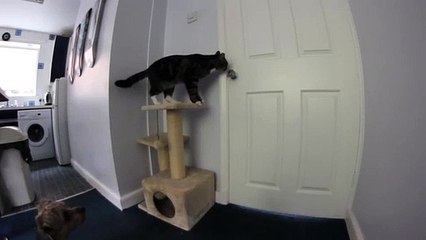 Le chat aide le chien à s'échapper