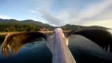 Un pélican déambule avec une caméra sur le bec