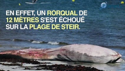 Finistère : un rorqual de 12 mètres retrouvé mort sur la plage de Penmarch'h