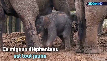 Instant meûgnon : cet éléphanteau va vous faire craquer