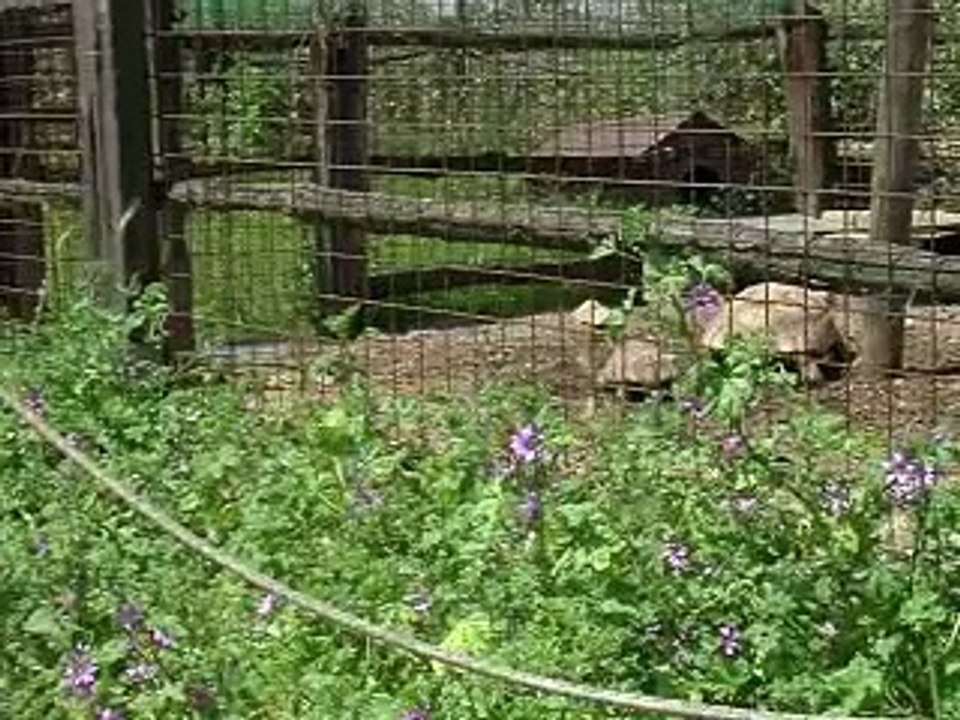 A Rome, une arche de Noé pour animaux victimes d'un trafic lucratif