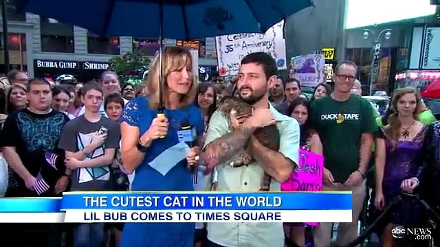 Le chat le plus mignon du monde