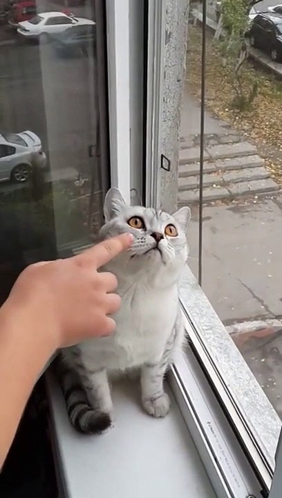 Le chat le plus concentré du monde