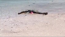 Le monstre du Loch-Ness retrouvé mort aux Etats-Unis ?