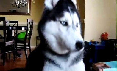 Mishka, le chien qui parle