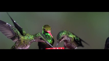 Hummingbird Shakes Off Bee at Feeder