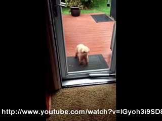 Un chien qui joue les portiers!