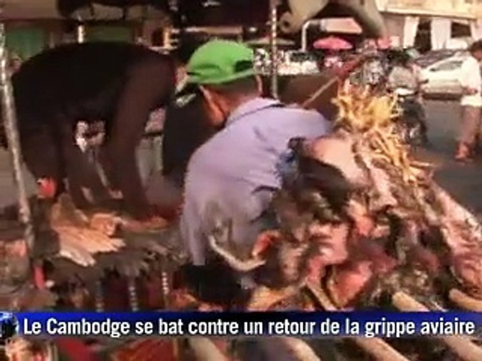 Le Cambodge se bat contre un retour de la grippe aviaire