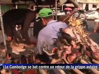 Le Cambodge se bat contre un retour de la grippe aviaire