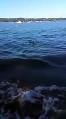 Héroïque : un chien sauve un faon de la noyade !