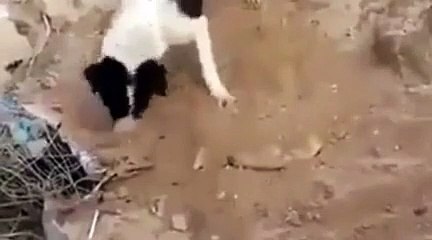 Fake ou pas fake? Un chien enterre un mort