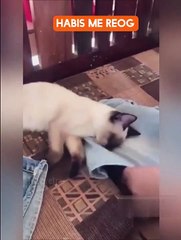 kucing lucu sedang tidur