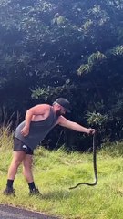 Preserving the Carpet Python