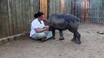 Ce rhinocéros est inconsolable depuis la mort de sa mère