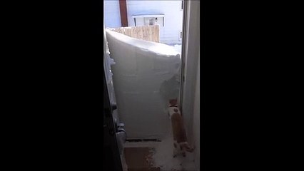 Un chat déblaie la neige devant sa porte