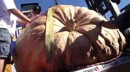 Une citrouille de 900 kilos !