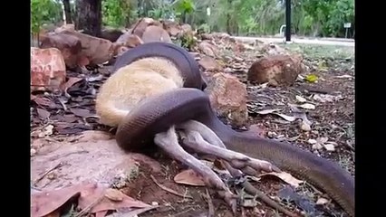 Un python de trois mètres avale un wallaby