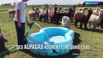 Les alpagas aiment leur piscine