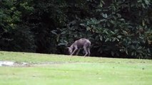 Quel est cet étrange animal filmé dans les montagnes ?
