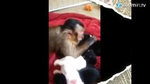 Super meûgnon, un singe câline tendrement des chiots