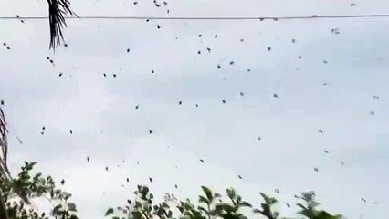 Incroyable invasion d'araignées au Brésil