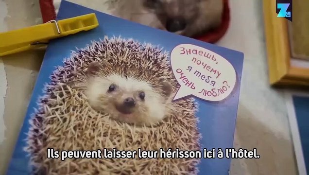 Bienvenue à l'hôtel des hérissons