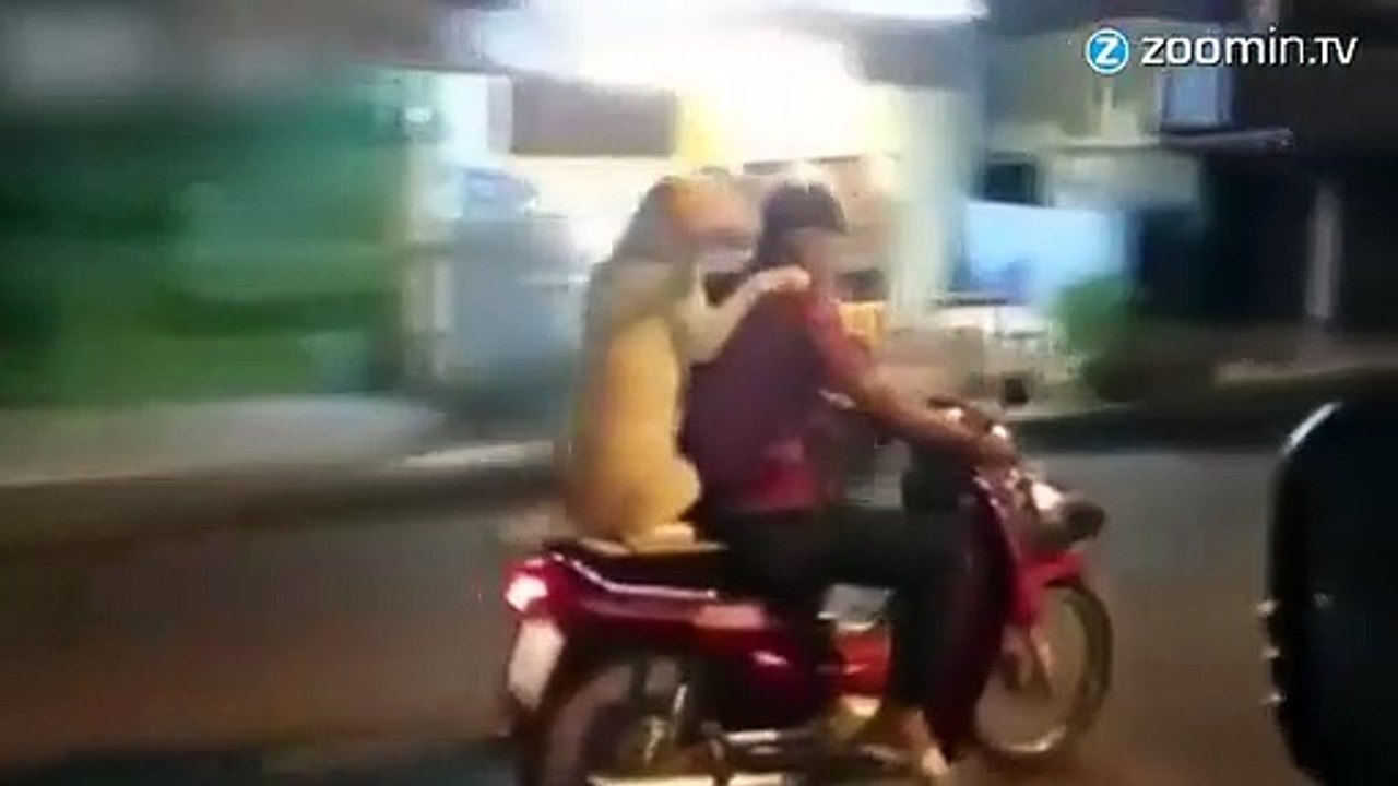 Un chien debout sur un scooter tient un parapluie !