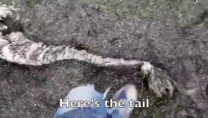 Un mystérieux monstre des mers s'échoue en Russie