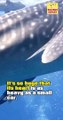 Gigantic Blue Whale: The Coolest Giant of the Ocean! #shorts