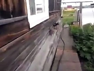 Un chien qui va chercher et porte... un chat !