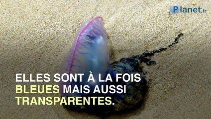 Des créatures venimeuses marines ont envahi les côtes anglaises