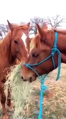 Un cheval apporte un bouquet de foin à sa petite amie