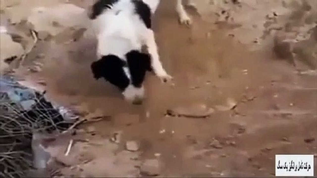 Un chien en deuil enterre un chiot mort
